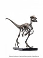 ECC - 1/4 Scale Statue - Raptor Skeleton Bronze