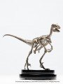 Elite Creature Collectibles - 1/8 Scale Statue - Velociraptor Skeleton Bronze (Jurassic Park)