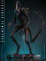 Hot Toys MMS784 - Alien: Romulus - 1/6 scale Figure - Scorched Xenomorph