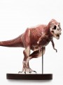 ECC - 1/12 Scale Statue - T-Rex Anatomy Maquette (Jurassic Park)