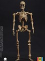 101TOYS - 1/12 Scale Figure - ES023 - Palm Elf Series Skeleton Frame Body Original Edition)